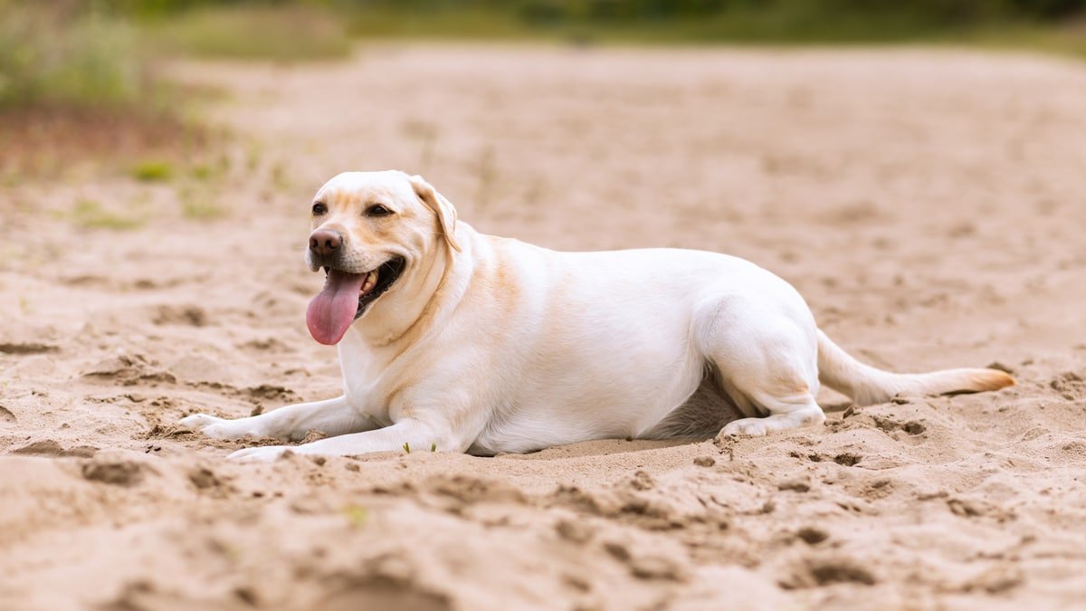 labrador-on-beach