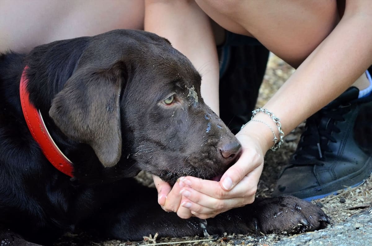labrador-droopy-eye