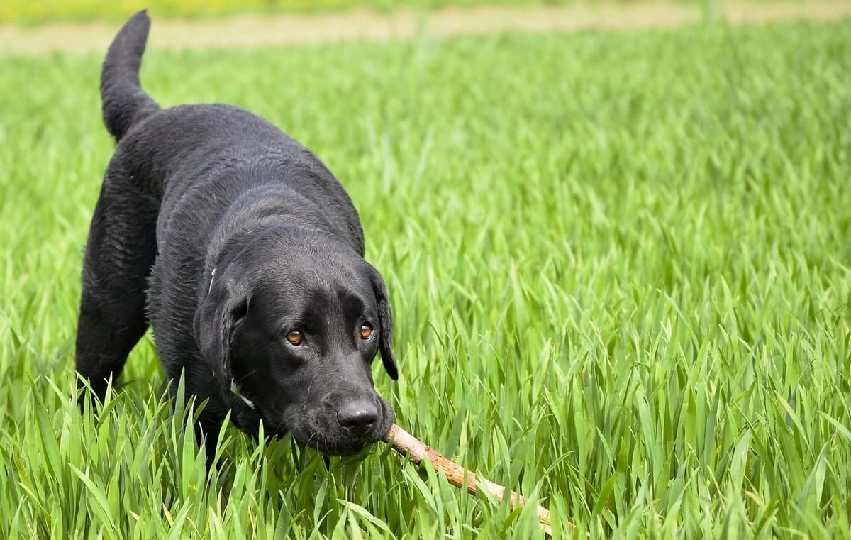 labrador-grabbing-stick