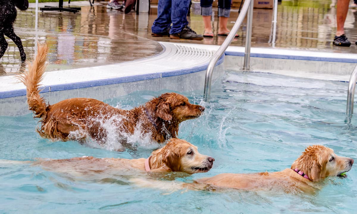 golden-retrievers-swimming-in-the-pool