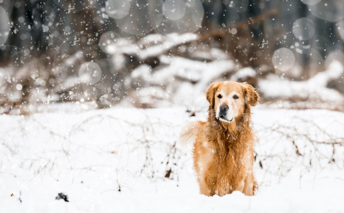 golden-retriever-in-snow