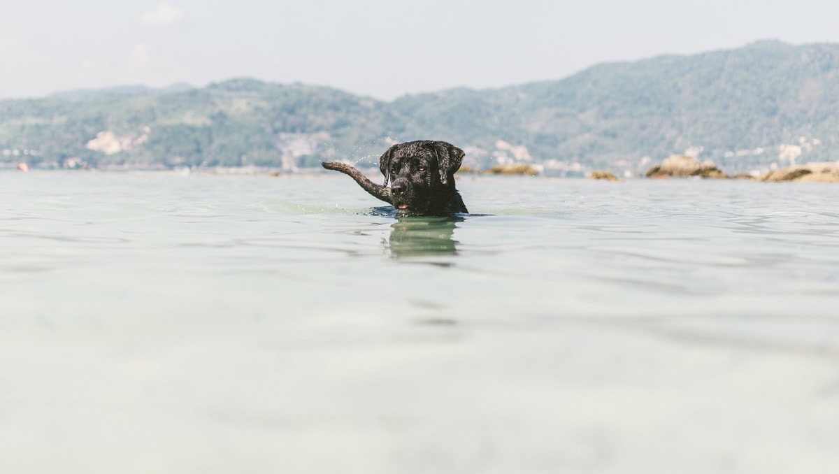 swimming-lab