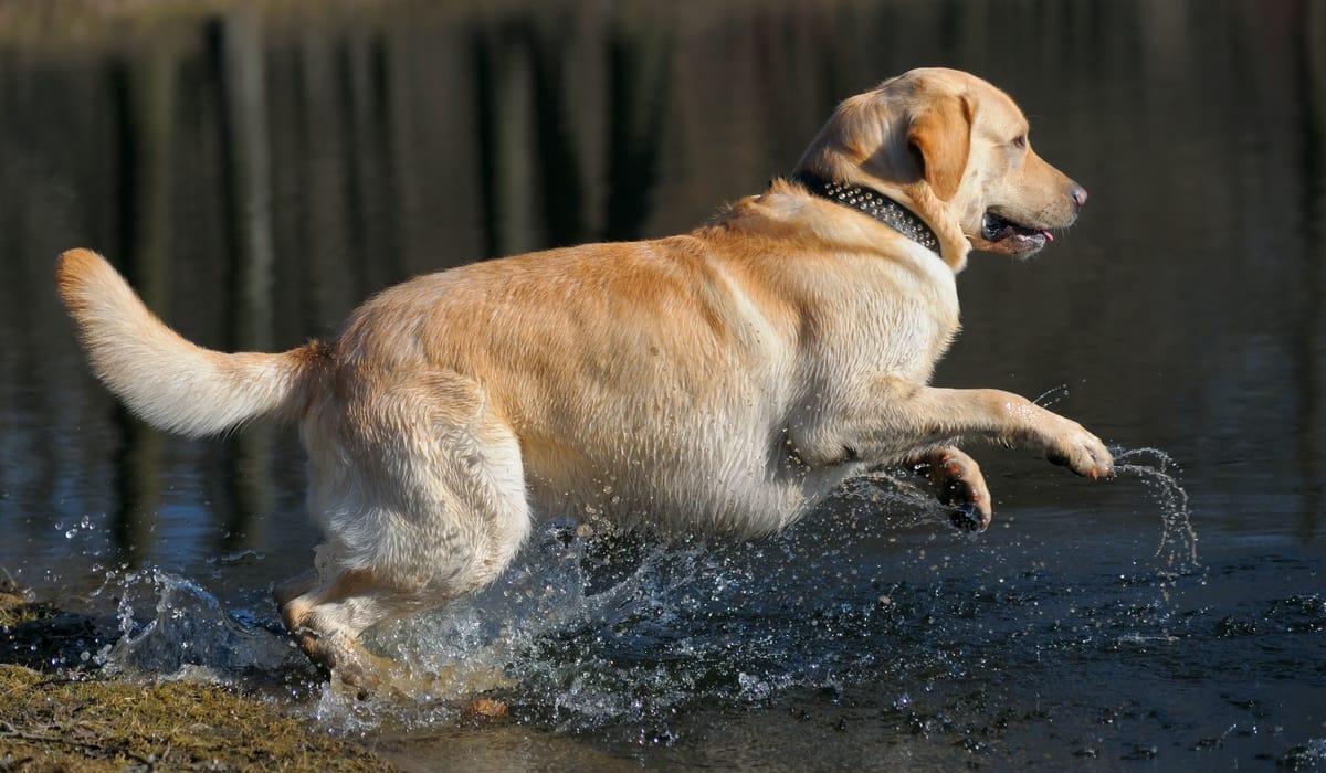 labrador-playing-on-water