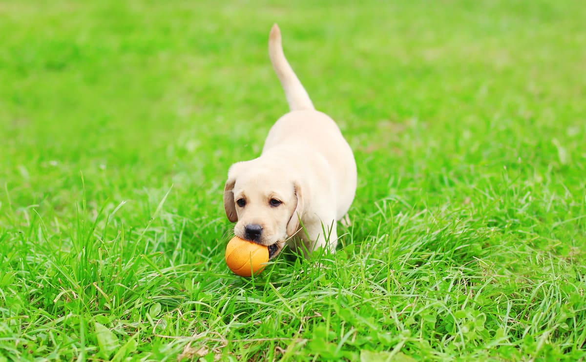 labrador playing with a ball