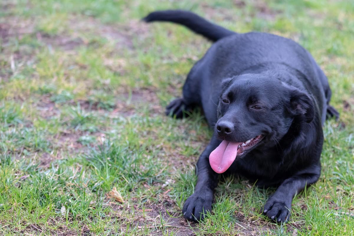 overweight labrador laying on the grass