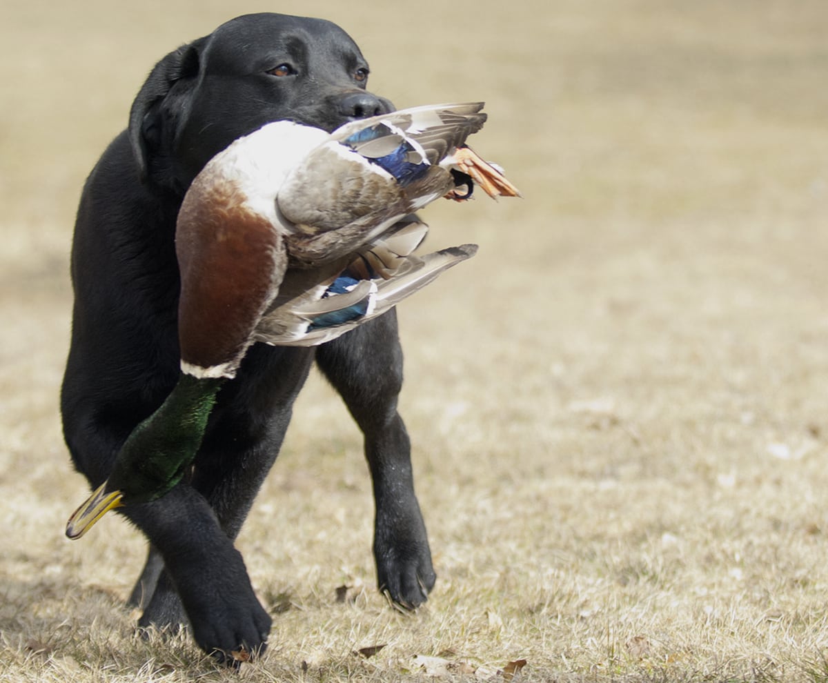 black labrador duck hunt