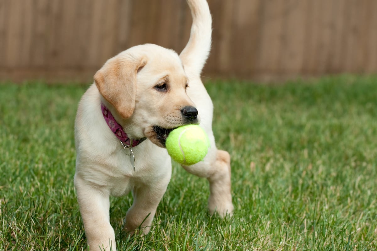 lab puppy playing with a ball