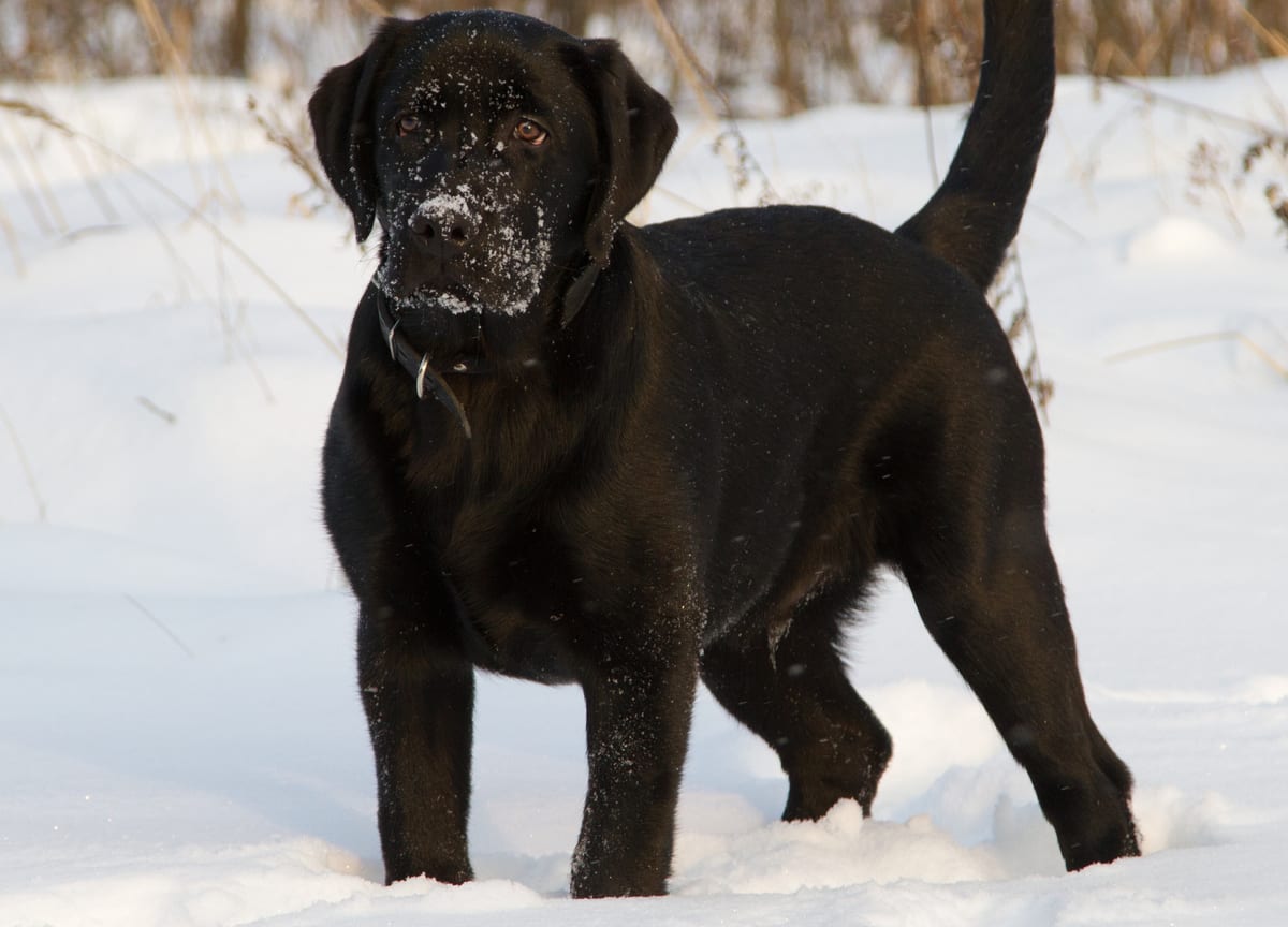 labrador in snow