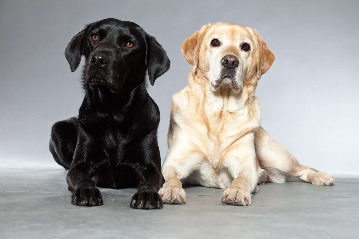 black vs. cream labrador