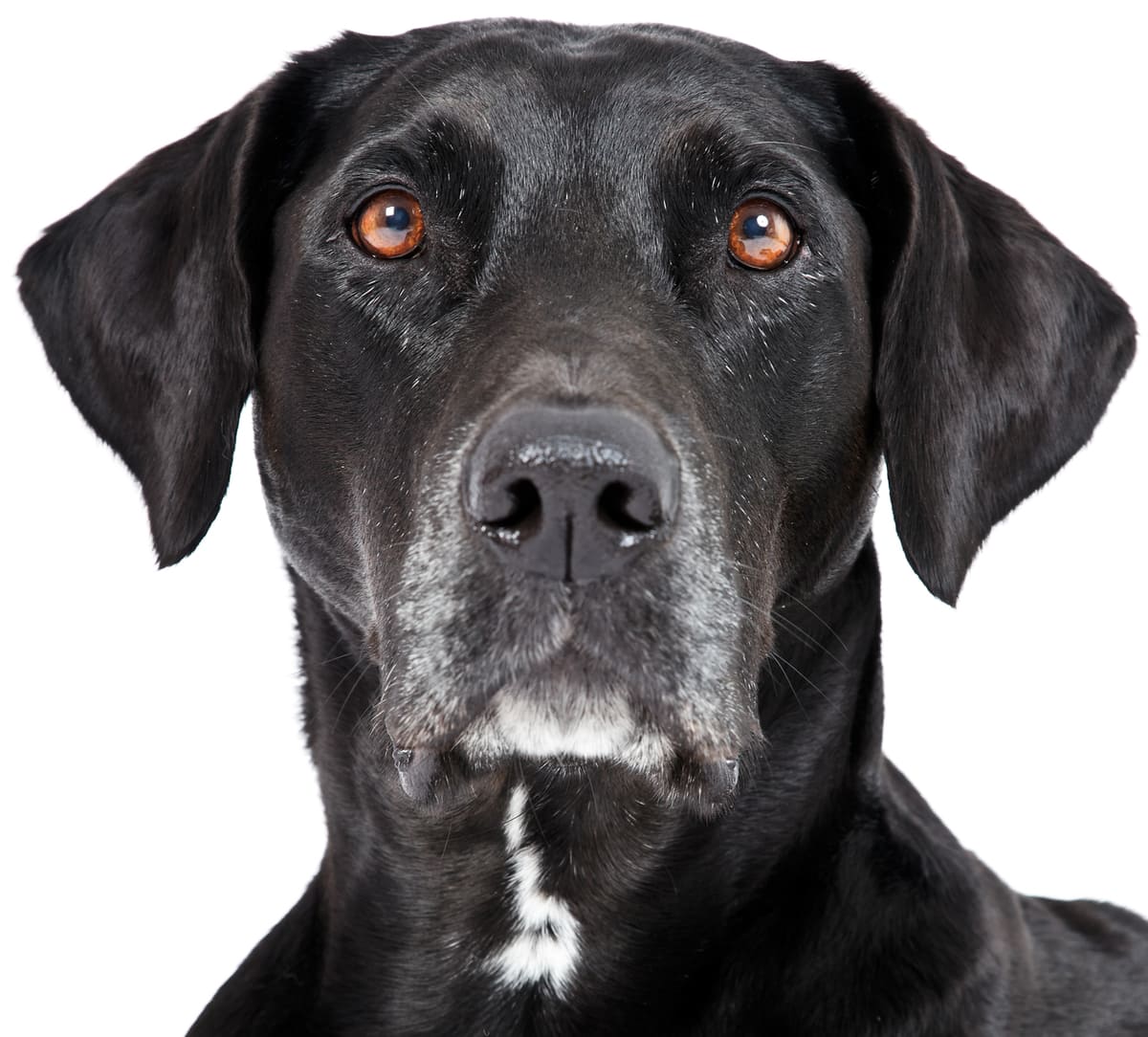 black lab with white marking