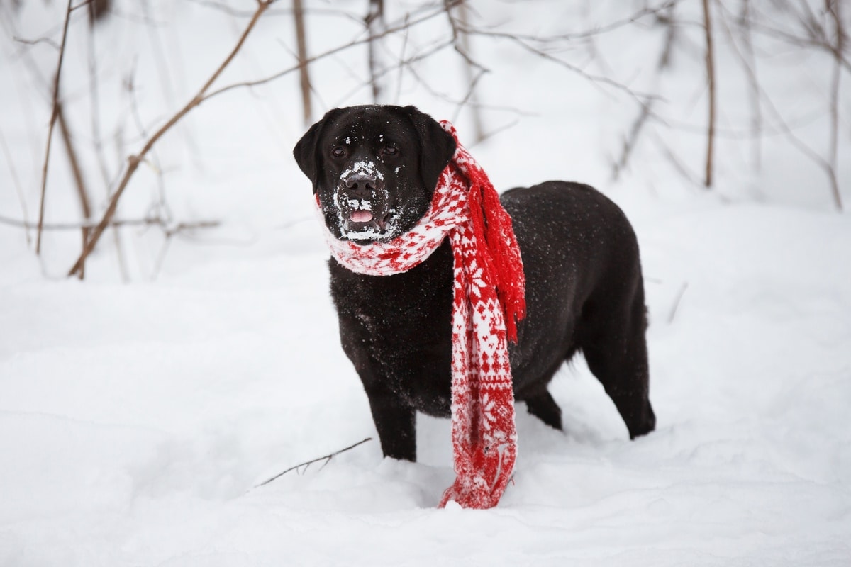 black labrador in the snow