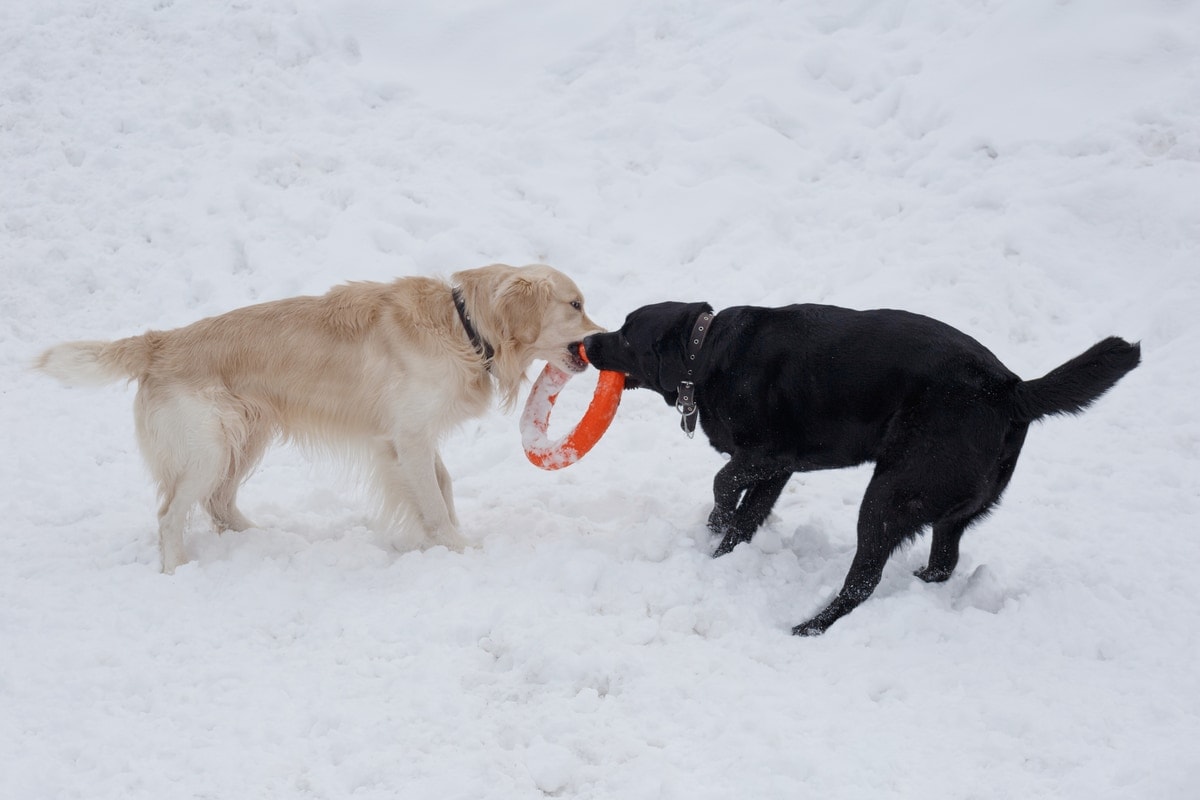 dogs playing in the snow