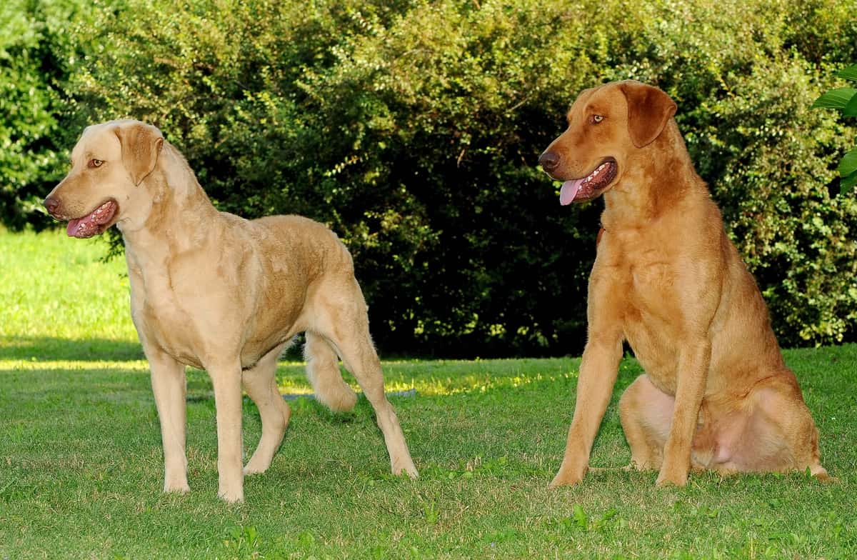 Chesapeake Bay Retrievers