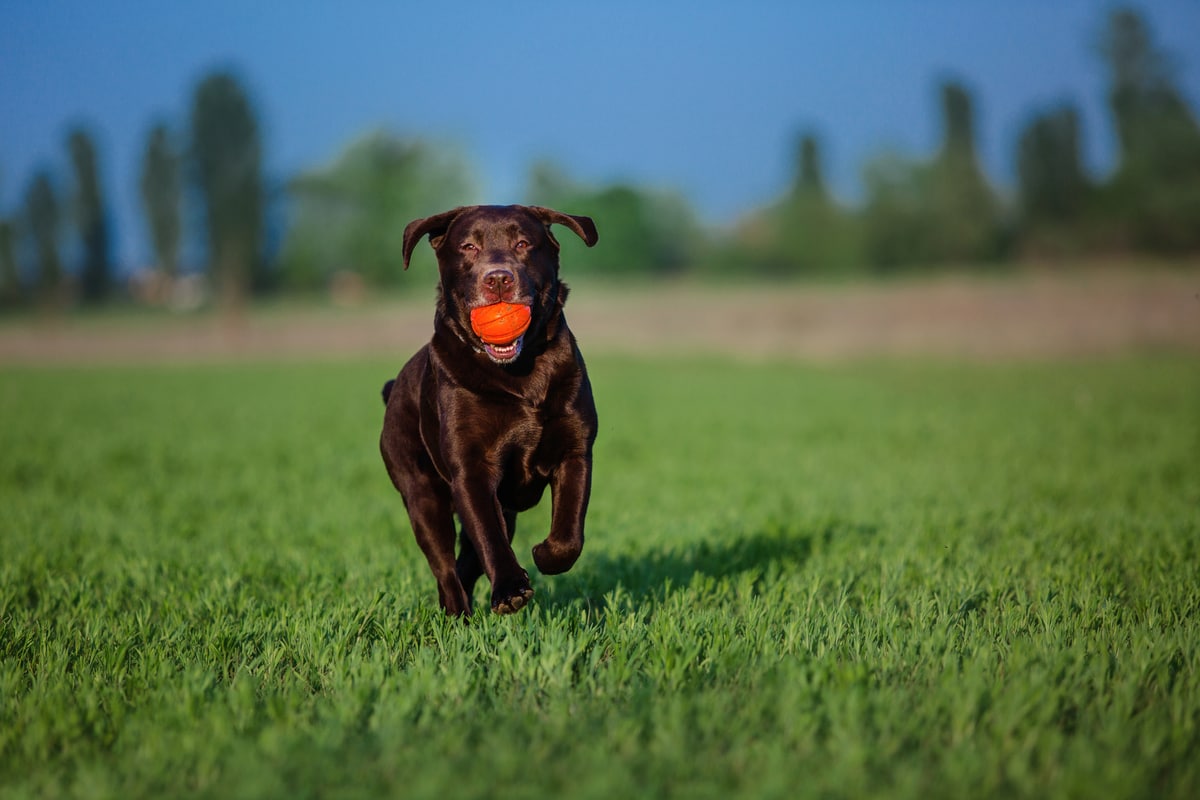brown labrador playing in the grass