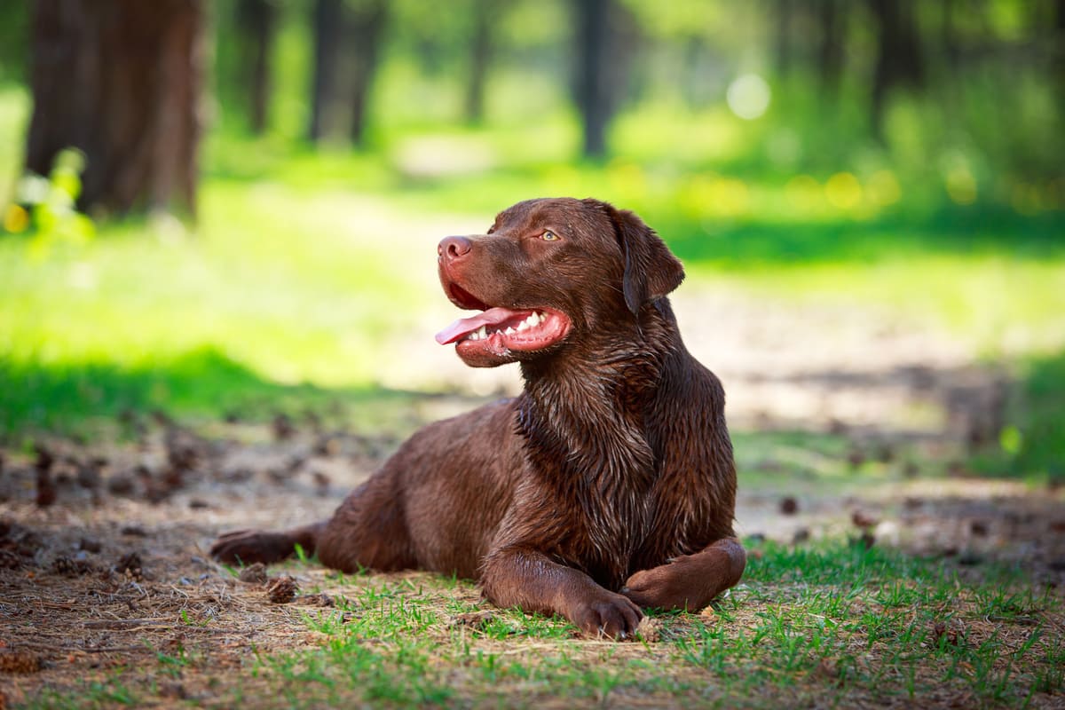 brown labrador laying on the grass