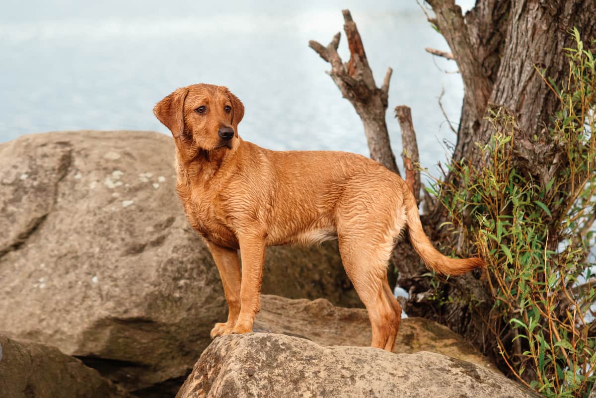 fox red labrador