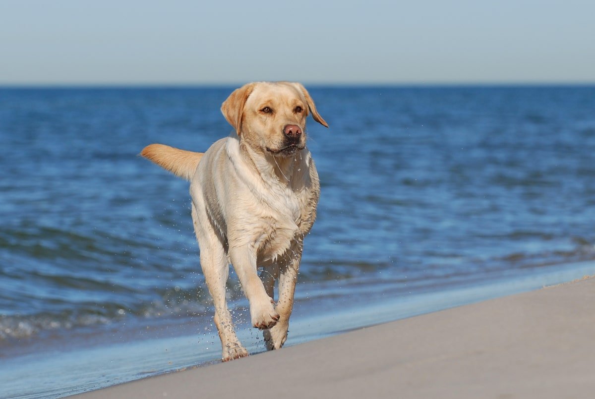 yellow lab adult