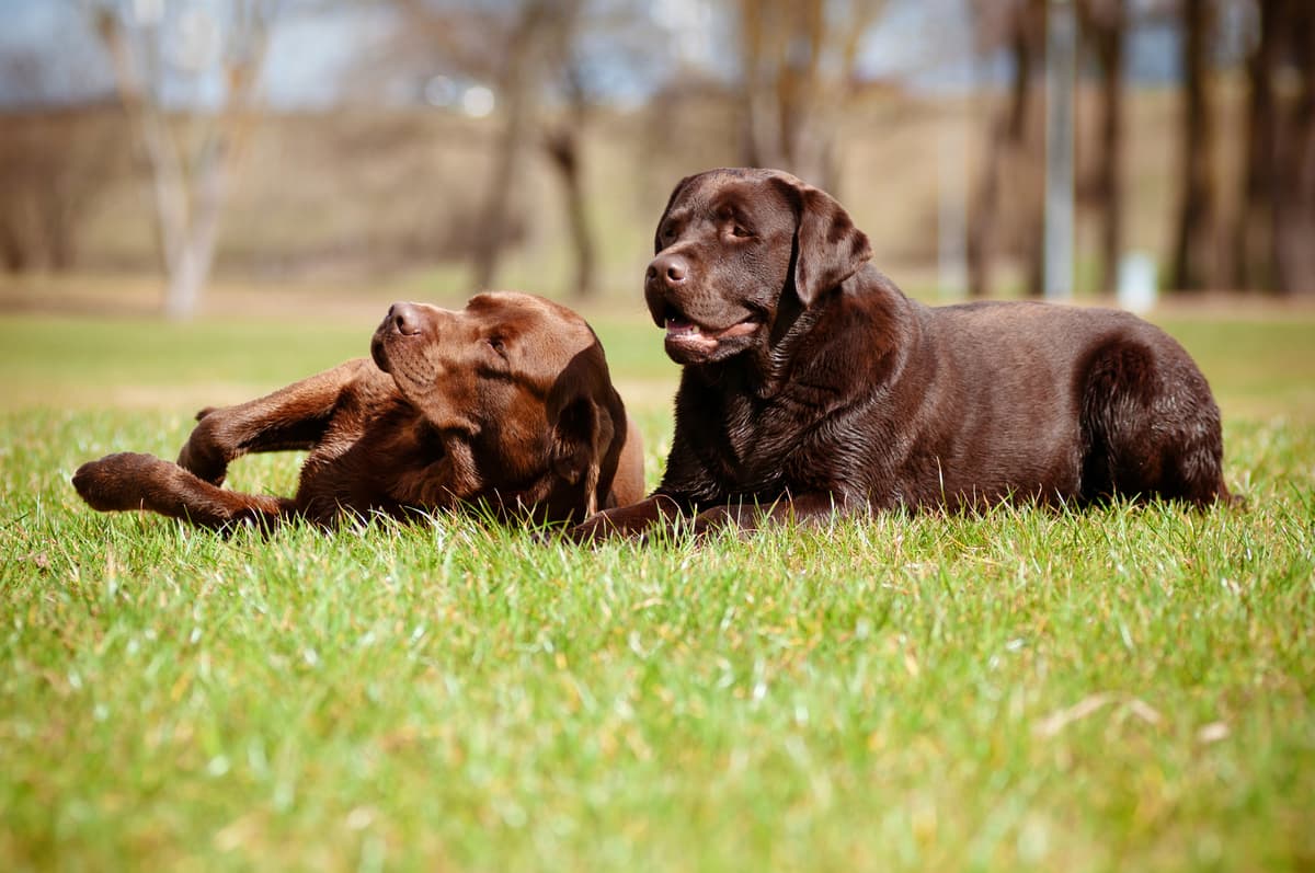 brown labradors