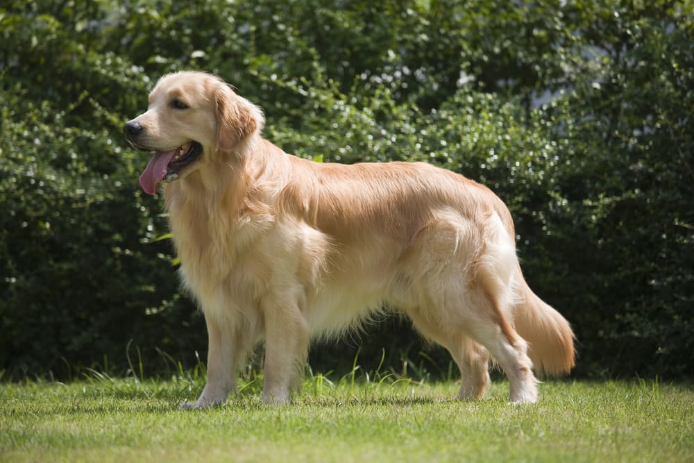 golden retriever standing