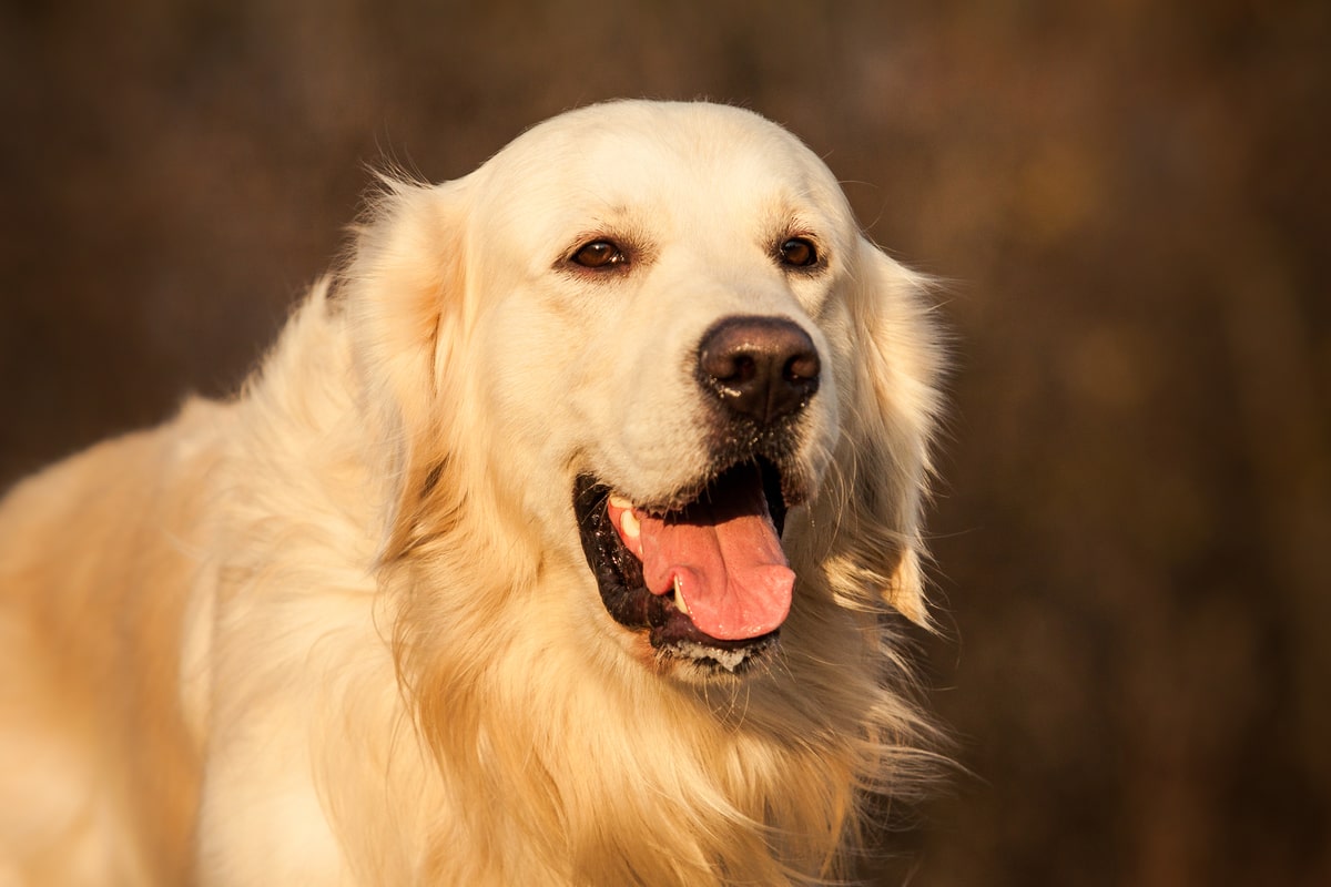 golden retriever popular