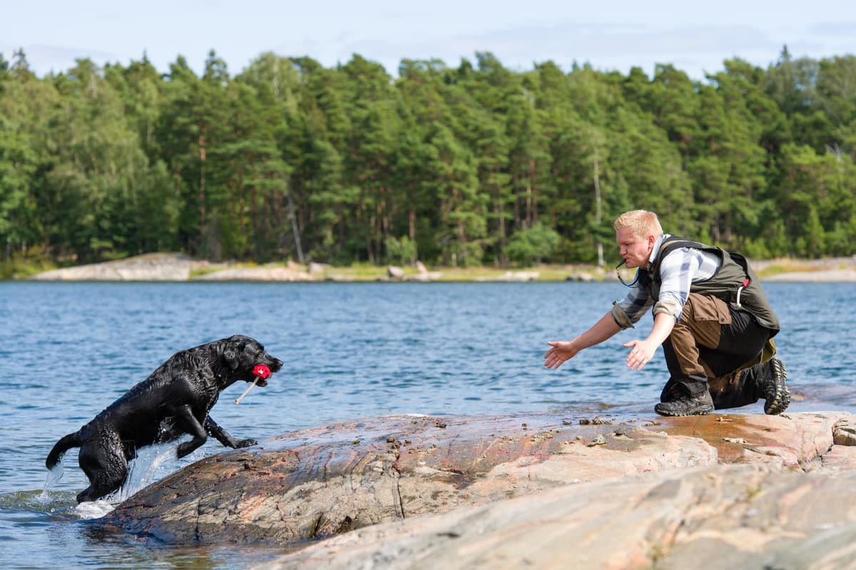 black lab swimming training