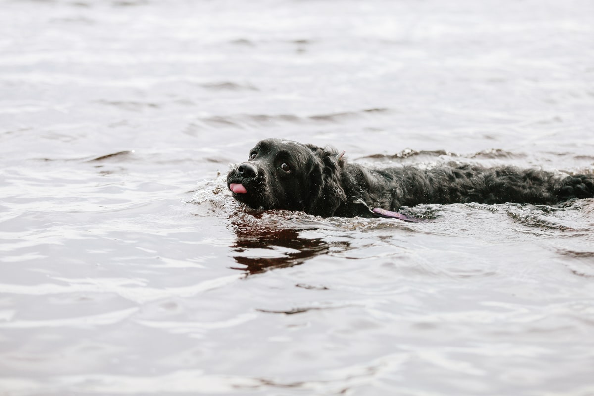 black lab swimming