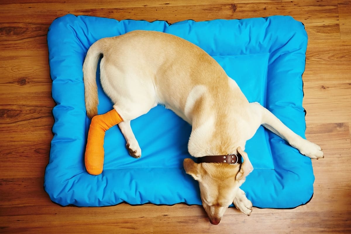 sleeping labrador