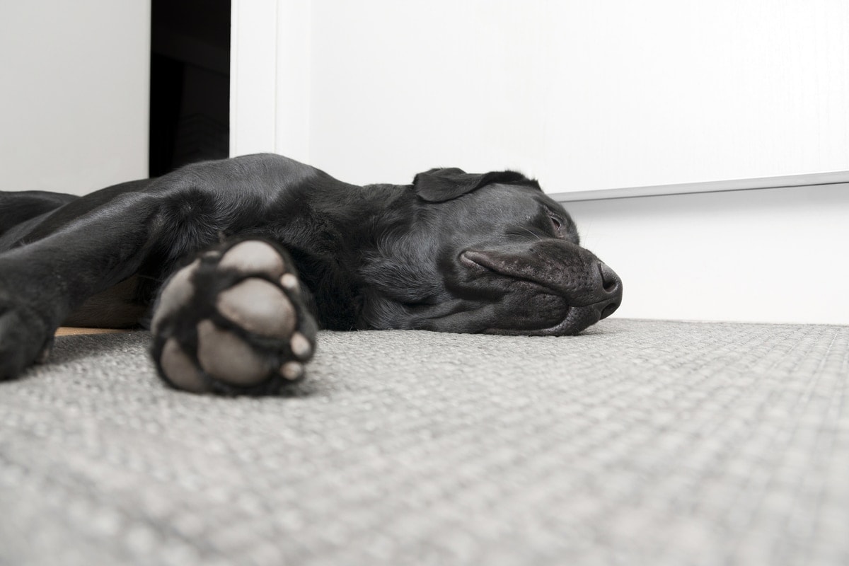 sleeping black labrador