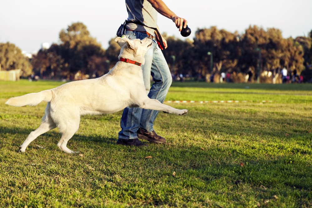 labrador playing in the dog park