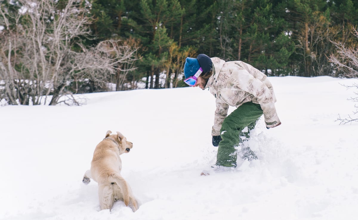 labrador in the snow with owner