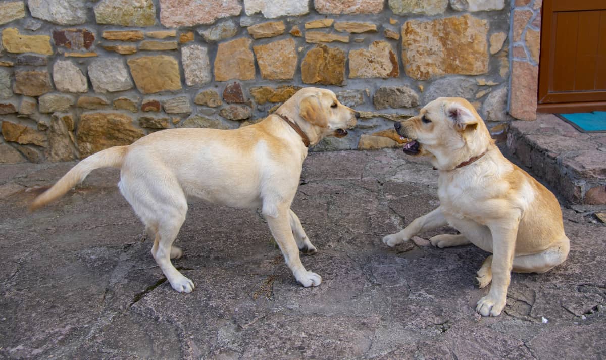 labradors growl