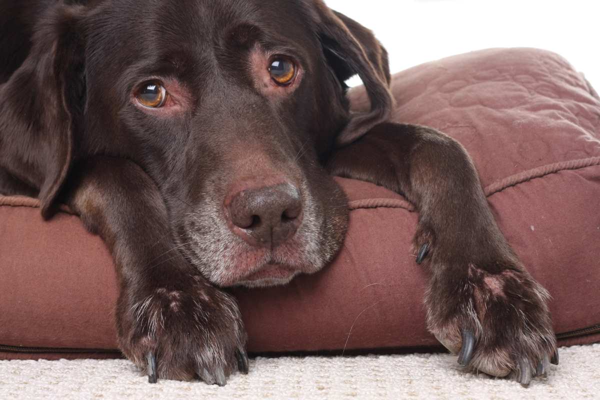 labrador left alone