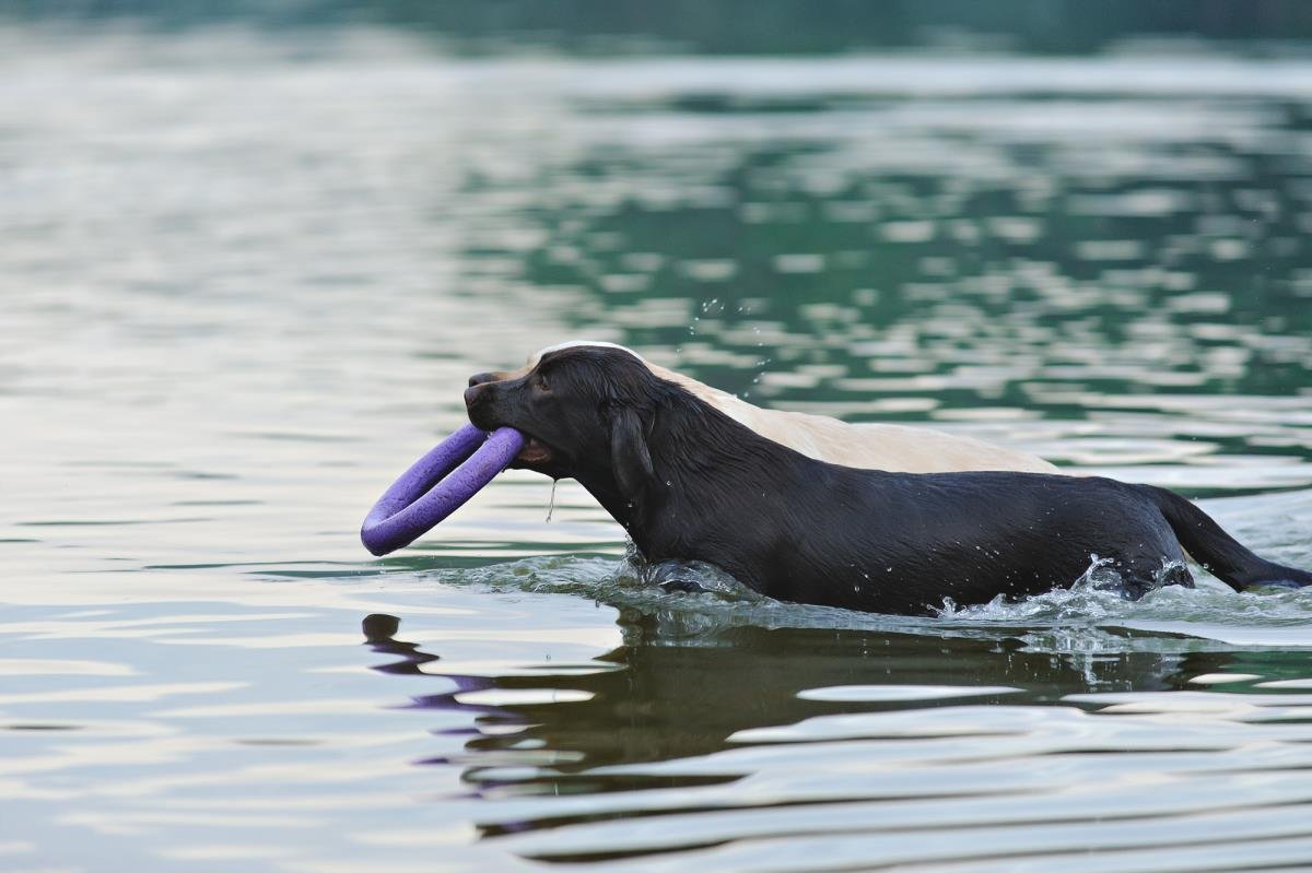 labradors playing