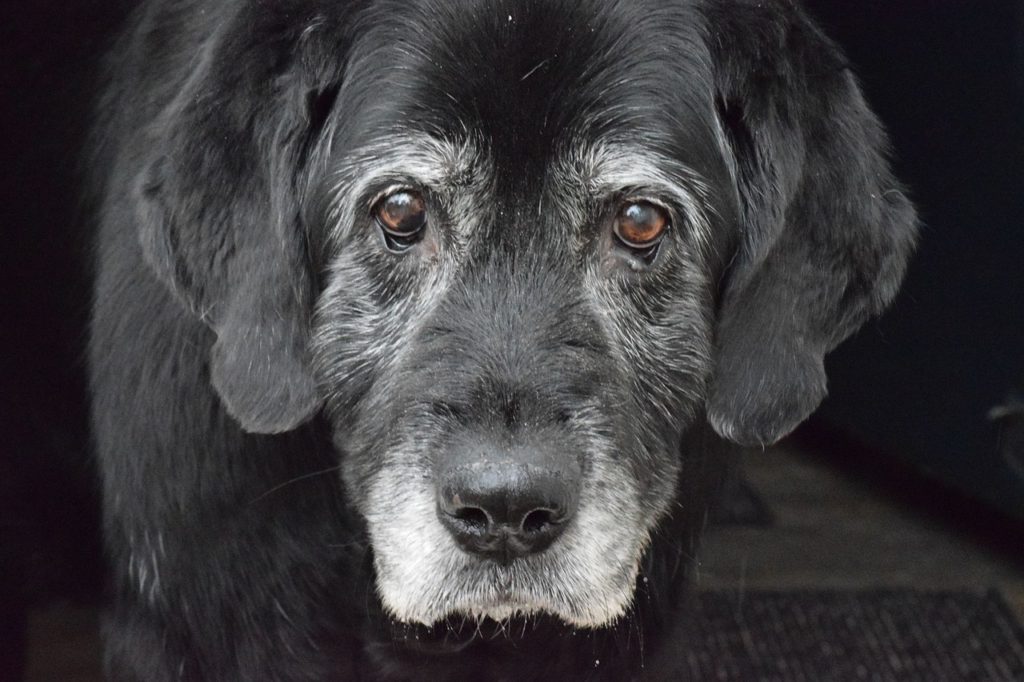 senior labrador