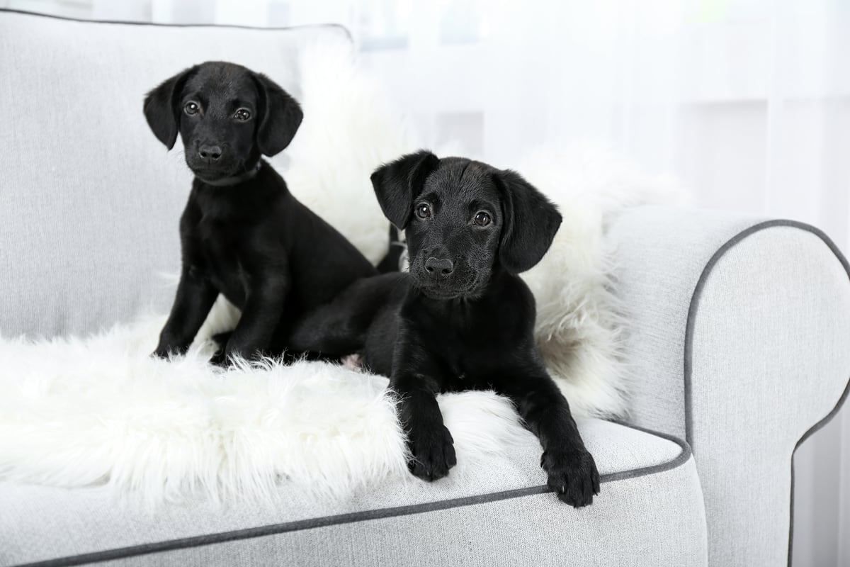 two black lab puppies on sofa