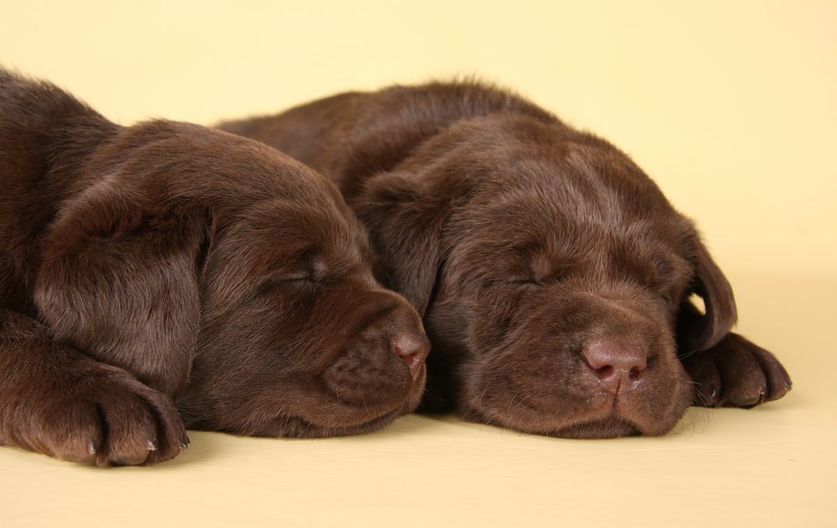 two chocolate lab puppies sleeping