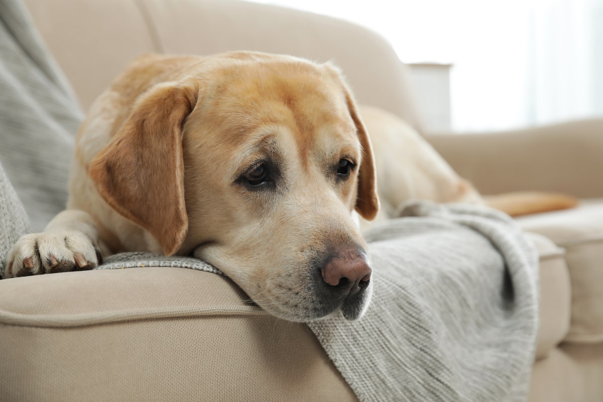 yellow lab nose