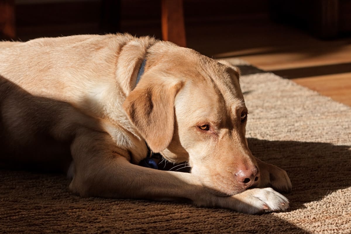Dudley labrador