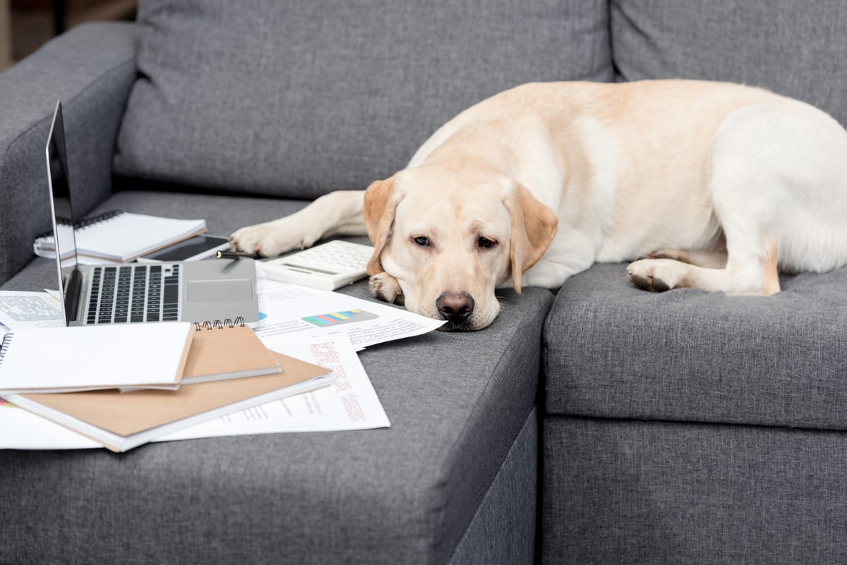 yellow lab lying on the sofa