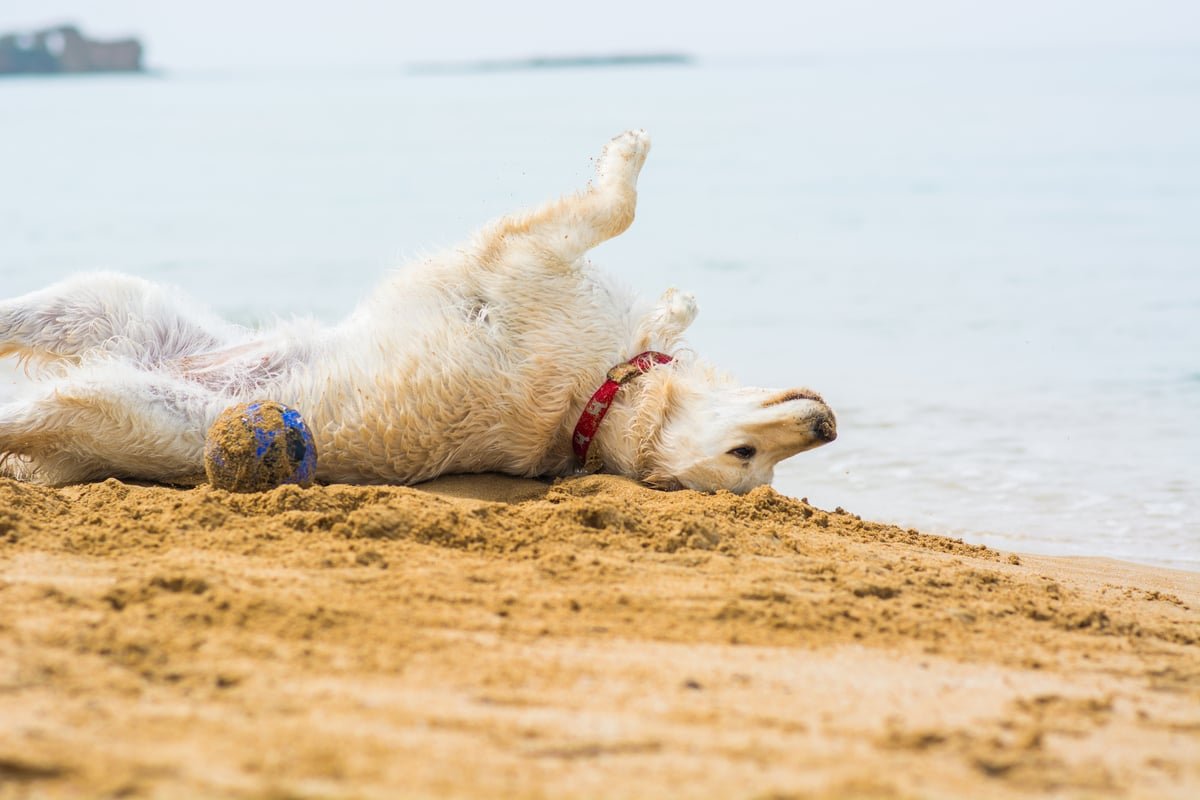 Golden retriever on beach