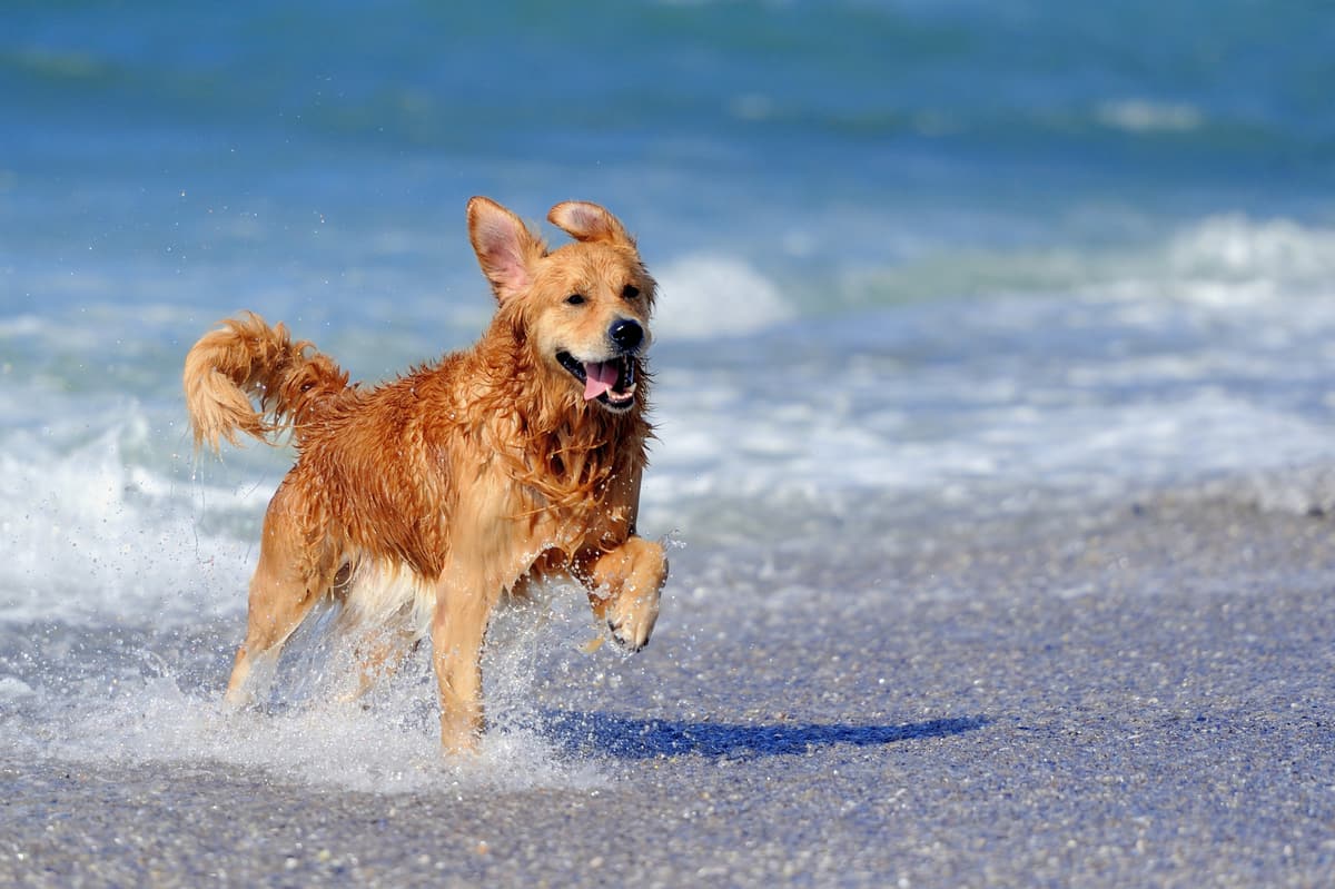 golden retriever running along the seashore