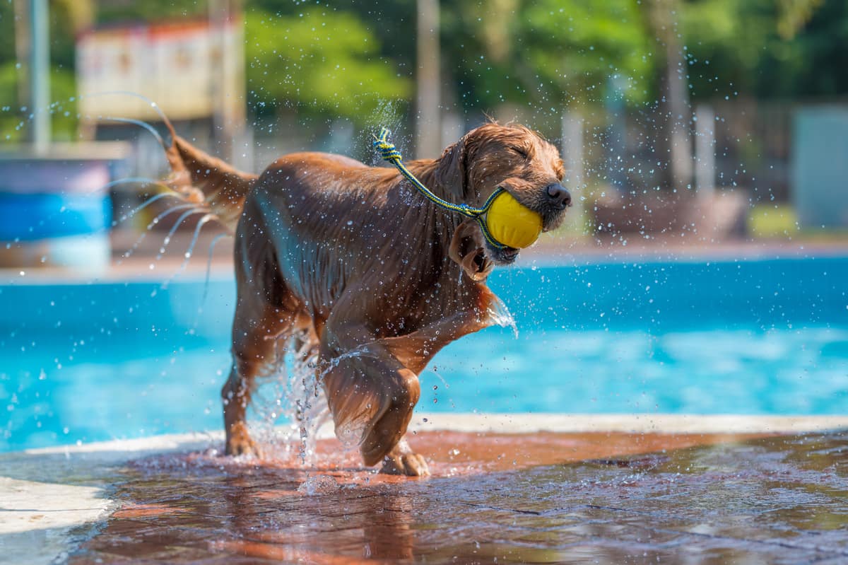golden retriever in the pool