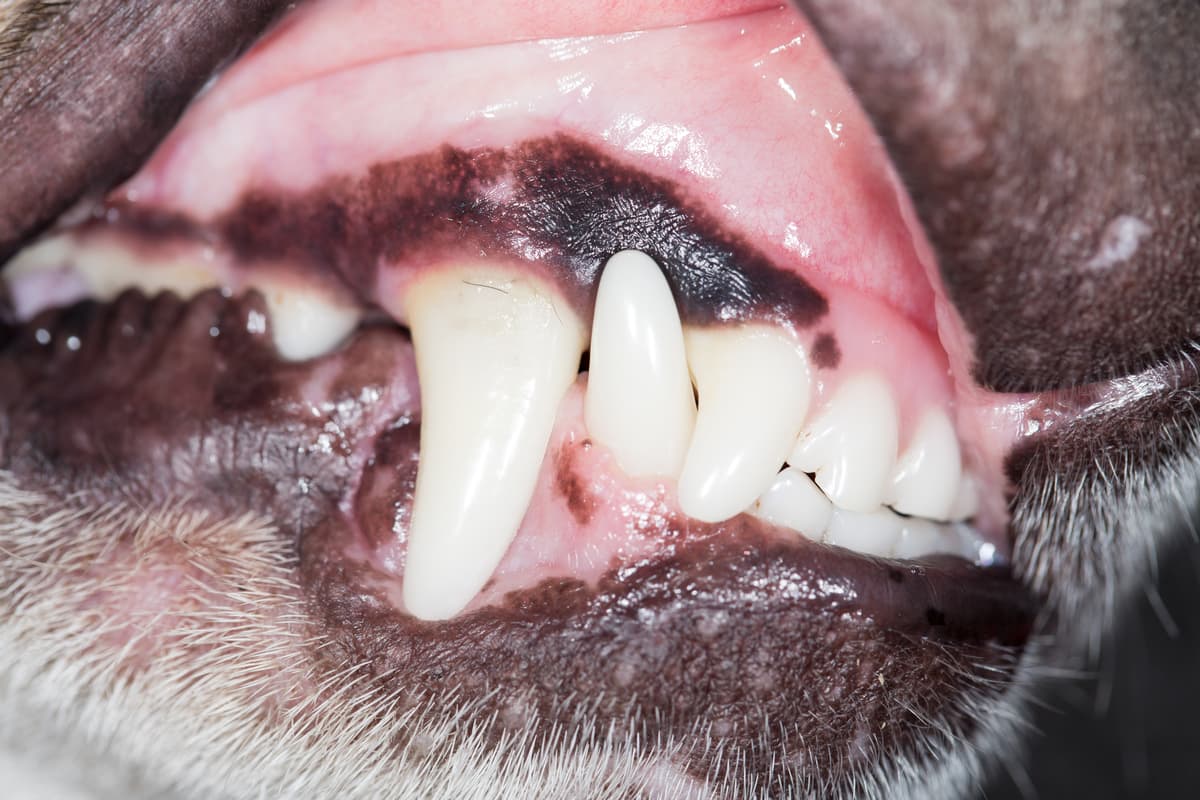 black lab's gum