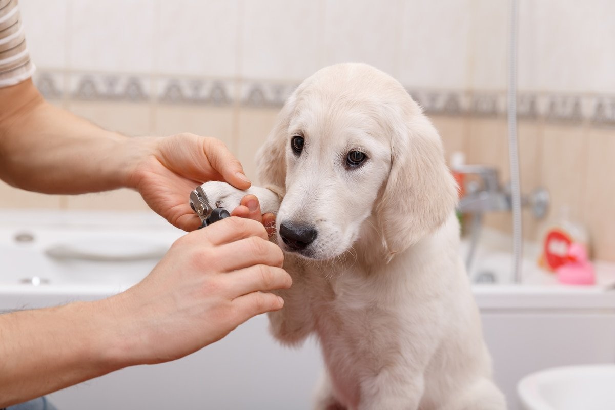 trimming lab's nails