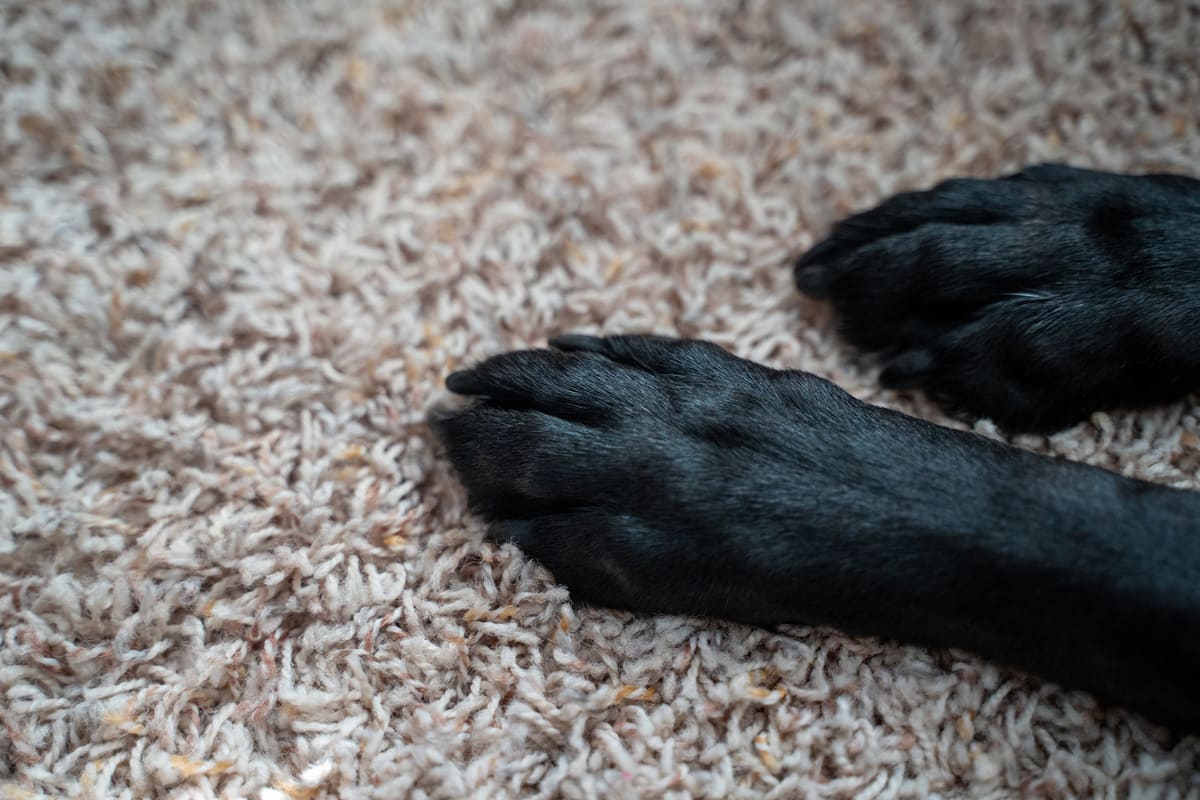 black labrador's nails