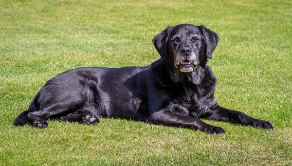 older black labrador