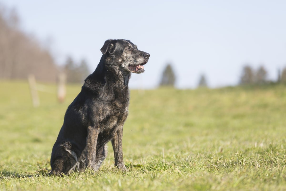 old lab with white markings
