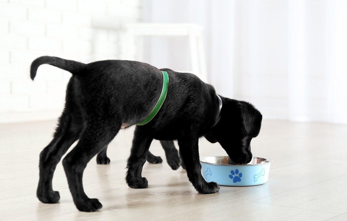 labrador eating