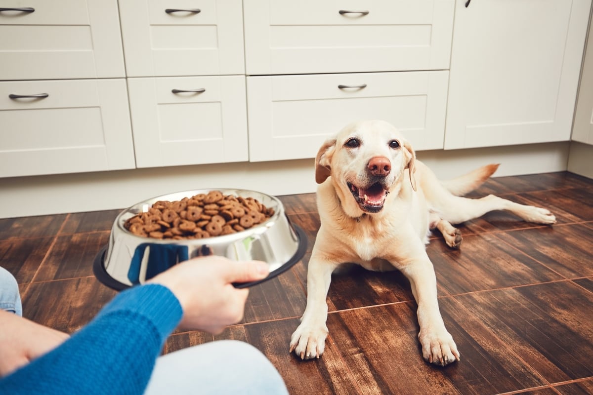 labrador with dog food