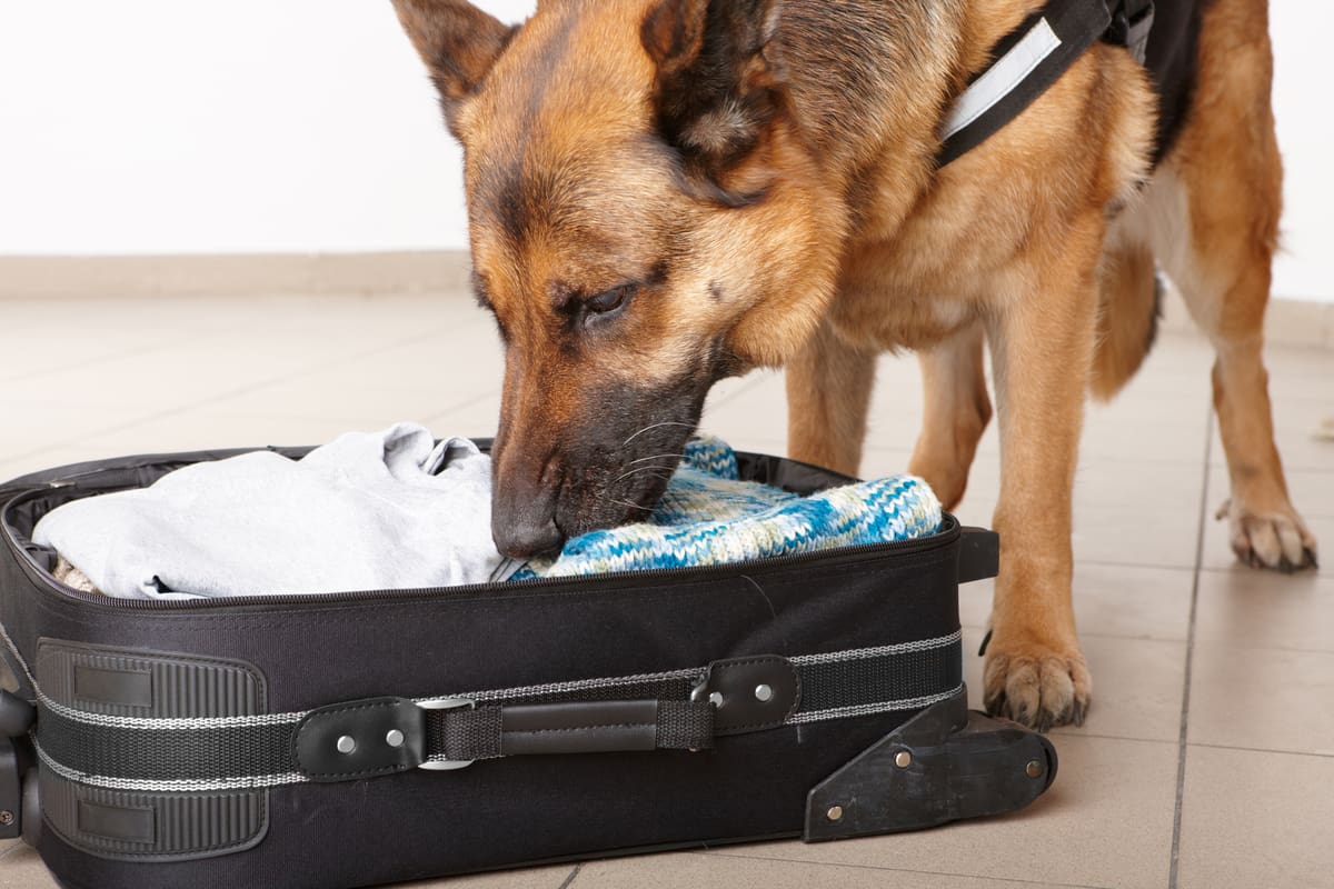 sniffing dog shepherd